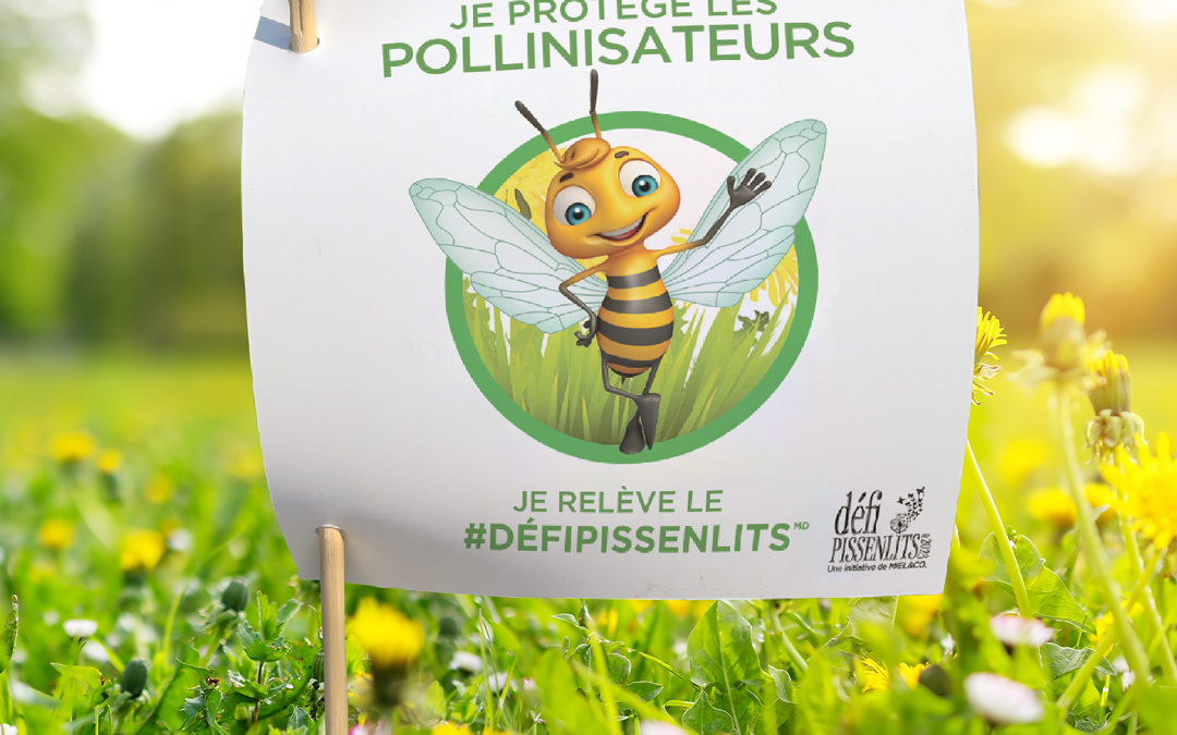 Défi pissenlits!