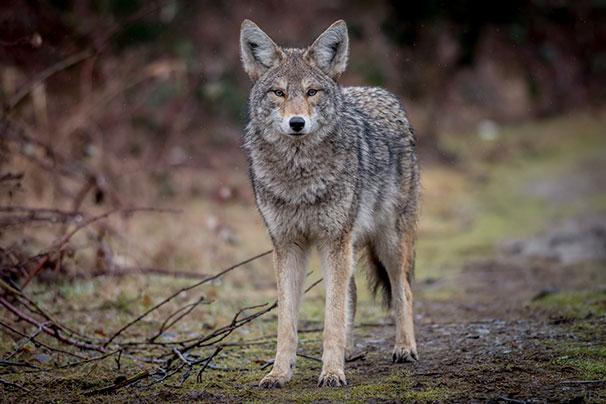Présence de coyotes sur le territoire