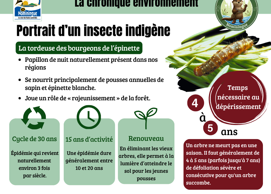 La chronique environnement – Tordeuse des bourgeons de l&rsquo;épinette