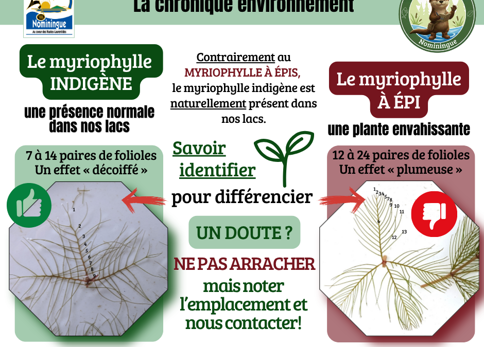Myriophylle indigène ou à épis?