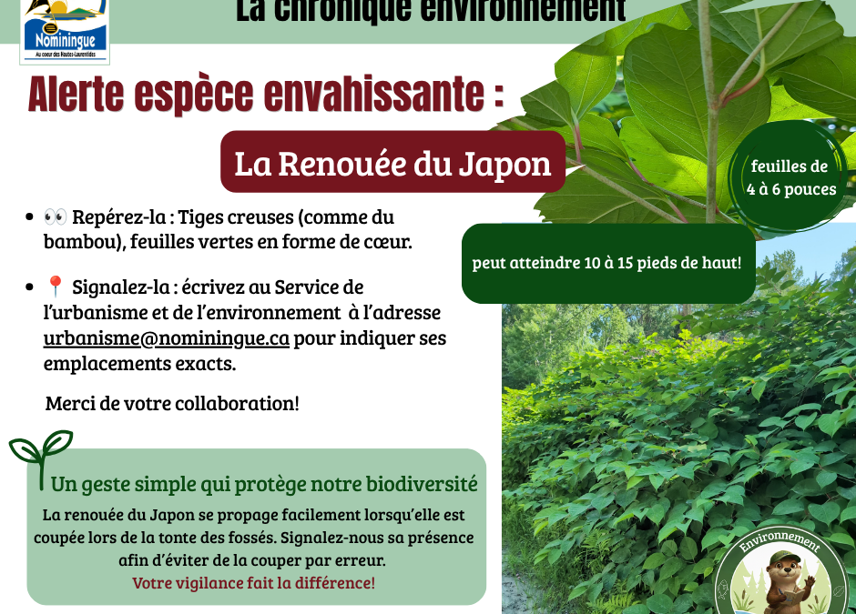Renouée du Japon